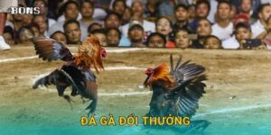 Đá gà đổi thưởng