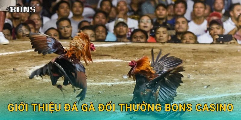 Đá gà đổi thưởng – Giải trí và nhận quà hấp dẫn tại Bons Casino 2 Giới thiệu đá gà đổi thưởng Bons Casino