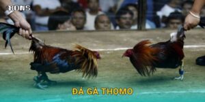 Đá gà thomo
