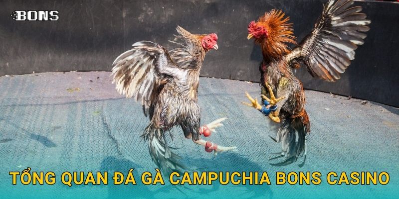 Đá gà Campuchia đỉnh cao – Trải nghiệm thực chiến tại Bons Casino 2 Tổng quan đá gà Campuchia Bons Casino