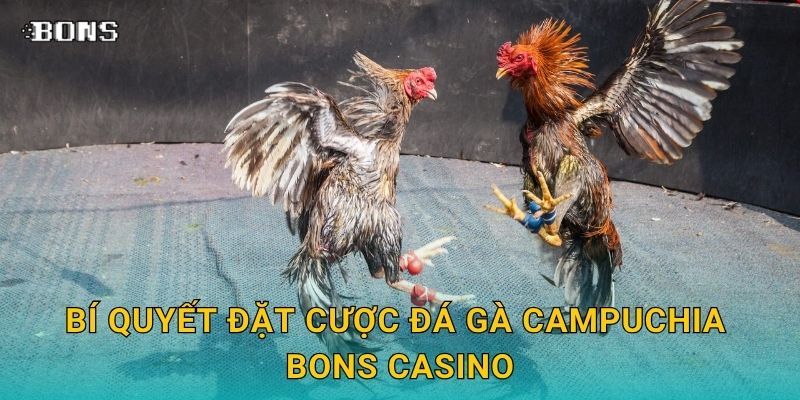 Đá gà Campuchia đỉnh cao – Trải nghiệm thực chiến tại Bons Casino 3 Bí quyết đặt cược đá gà Campuchia Bons Casino