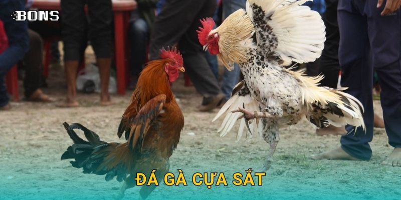 Đá gà cựa sắt gay cấn – Đặt cược chuẩn xác tại Bons Casino 1 đá gà cựa sắt