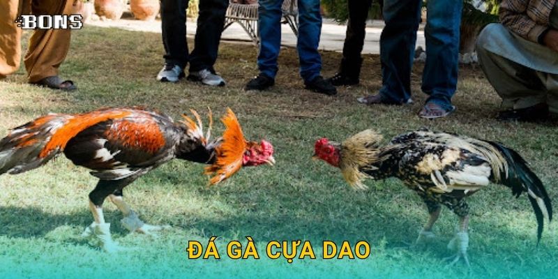 Đá gà cựa dao mãnh liệt – Đấu trường khốc liệt tại Bons Casino 1 Đá gà cựa dao