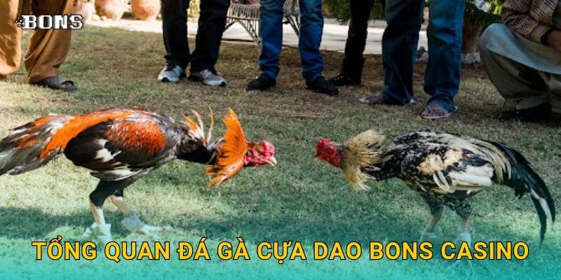 Đá gà cựa dao mãnh liệt – Đấu trường khốc liệt tại Bons Casino 2 Tổng quan đá gà cựa dao Bons Casino
