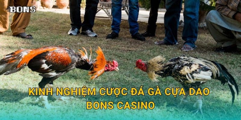 Đá gà cựa dao mãnh liệt – Đấu trường khốc liệt tại Bons Casino 3 Kinh nghiệm cược đá gà cựa dao Bons Casino