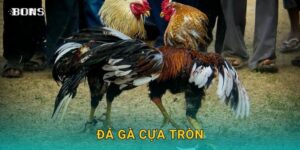 đá gà cựa tròn
