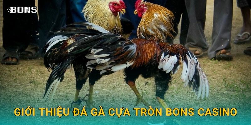 Đá gà cựa tròn chiến thuật – Thế trận cân bằng tại Bons Casino 2 Giới thiệu đá gà cựa tròn Bons Casino