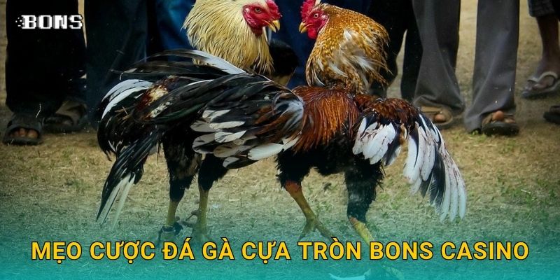 Đá gà cựa tròn chiến thuật – Thế trận cân bằng tại Bons Casino 3 Mẹo cược đá gà cựa tròn Bons Casino