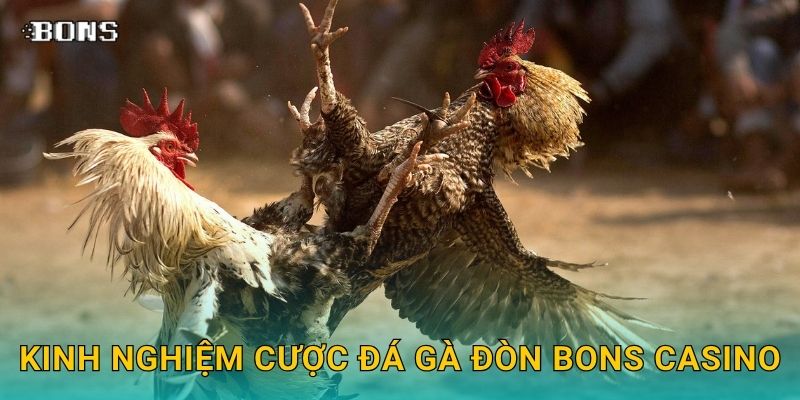 Đá gà đòn truyền thống – Trải nghiệm đấu trí tại Bons Casino 3 Kinh nghiệm cược đá gà đòn Bons Casino