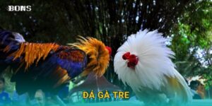 Mẹo thắng cược đá gà tre Bons Casino