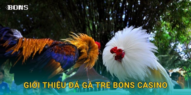 Đá gà tre nhanh nhẹn – Cược giải trí thú vị tại Bons Casino 2 Giới thiệu đá gà tre Bons Casino