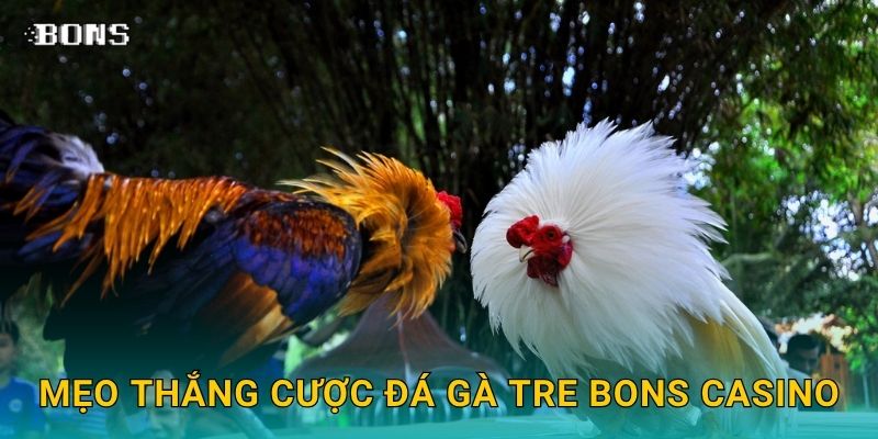Đá gà tre nhanh nhẹn – Cược giải trí thú vị tại Bons Casino 3 Mẹo thắng cược đá gà tre Bons Casino