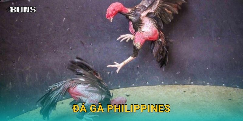 Đá gà Philippines đỉnh cao – Đặt cược kịch tính tại Bons Casino 1 đá gà philippines