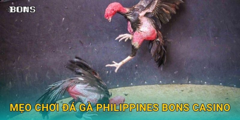 Đá gà Philippines đỉnh cao – Đặt cược kịch tính tại Bons Casino 3 Mẹo chơi đá gà Philippines Bons Casino