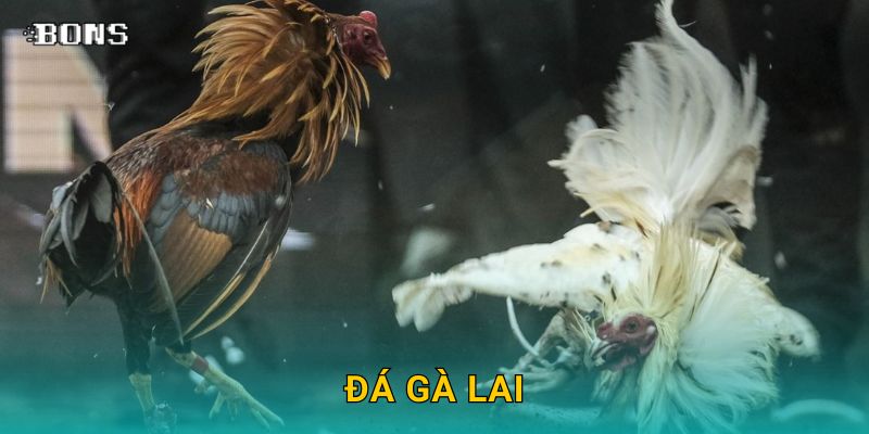 Đá gà lai đặc sắc – Cược phong cách mới tại Bons Casino 1 đá gà lai