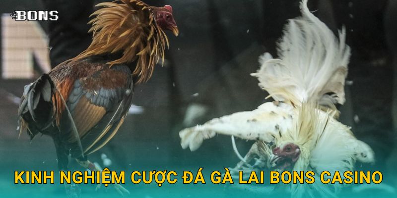 Đá gà lai đặc sắc – Cược phong cách mới tại Bons Casino 3 Kinh nghiệm cược đá gà lai Bons Casino