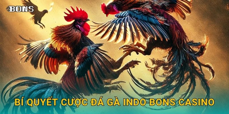 Đá gà Indo tốc độ – Trải nghiệm giải đấu khu vực tại Bons Casino 3 Bí quyết cược đá gà Indo Bons Casino