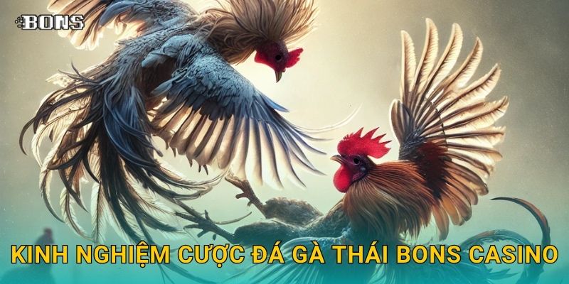 Đá gà Thái truyền thống – Giải đấu hấp dẫn tại Bons Casino 3 Kinh nghiệm cược đá gà Thái Bons Casino