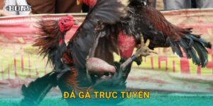 Đá gà trực tuyến