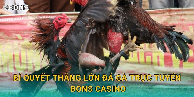 Đá gà trực tuyến sôi động – Đặt cược minh bạch tại Bons Casino 3 Bí quyết thắng lớn đá gà trực tuyến Bons Casino